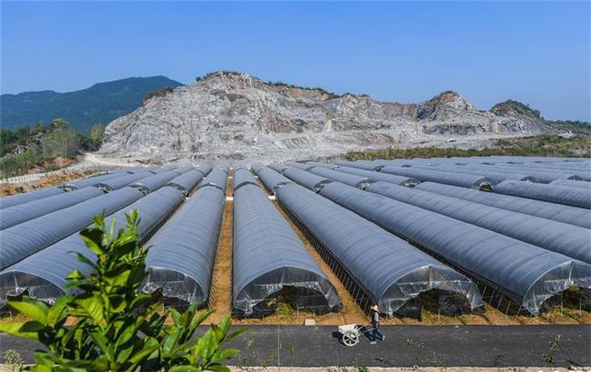 富陽區淥渚鎮大棚種（zhǒng）植基地